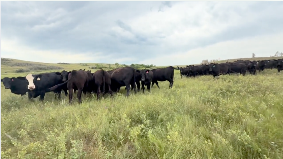 80 Head of Black and Black Baldy Heifers- BH827B5